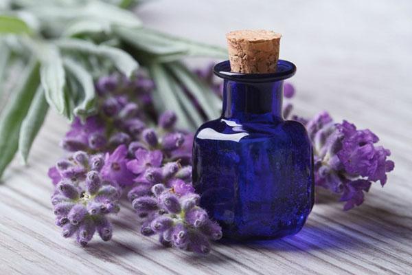 lavender in folk medicine