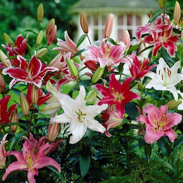 orientalische Lilie Hybriden