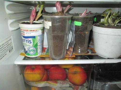Zwiebeln im Kühlschrank
