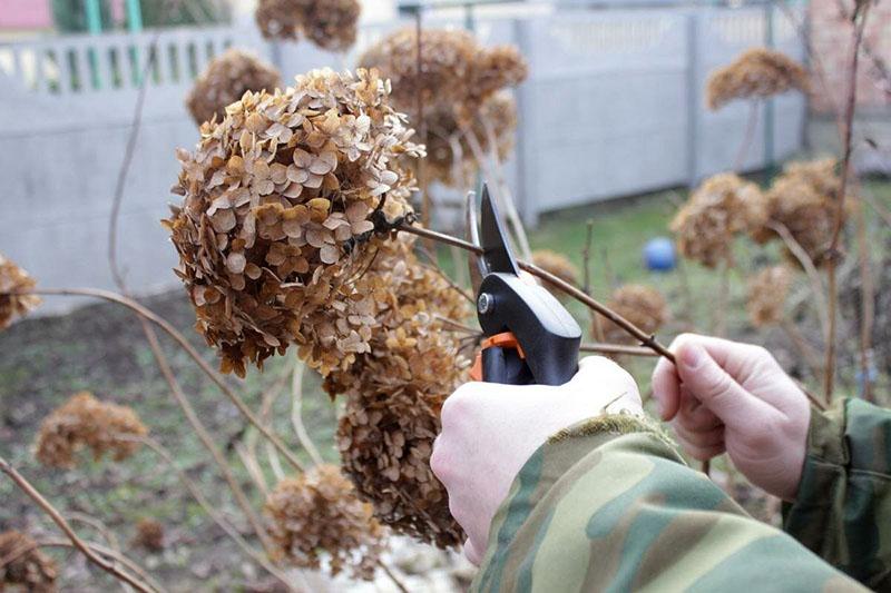 prerezávanie hortenzie odstraňujúce sušené kvety