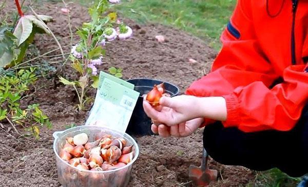 höstplantering av tulpaner