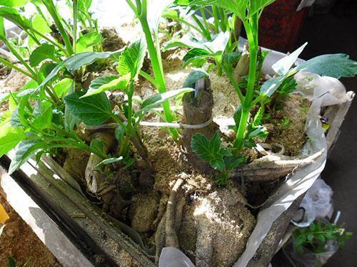 germination of dahlia tubers