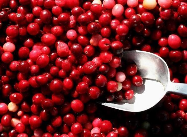 two ways to save cranberries for the winter