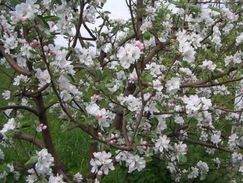 květy jabloní