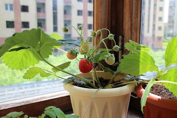 jordgubbar på fönsterbrädan