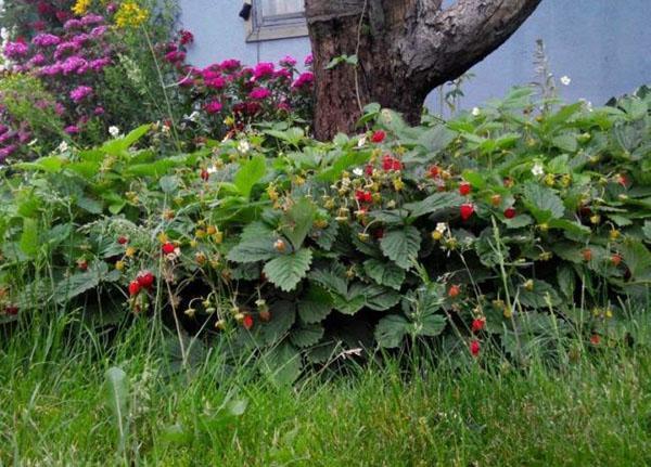 Rugen aardbeien in de tuin