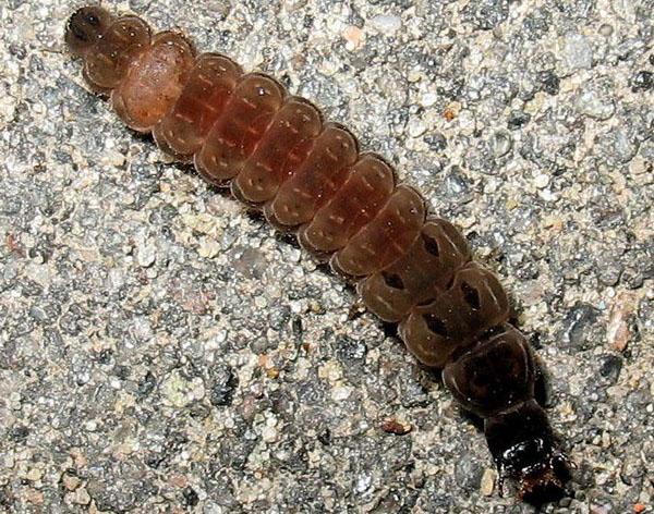 larva de besouro de bombeiro