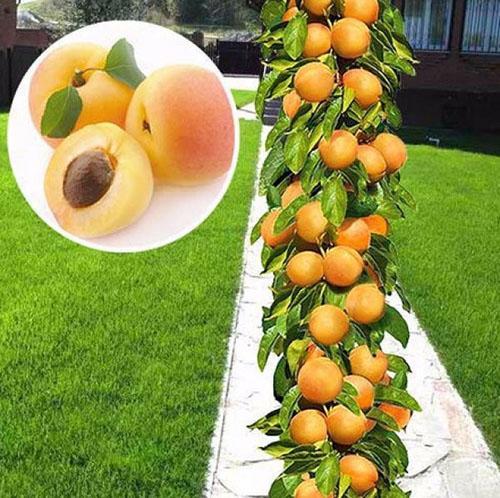 Aprikosensäule