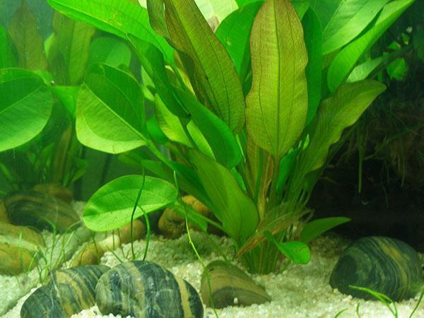 roślina akwariowa trawa cytrynowa