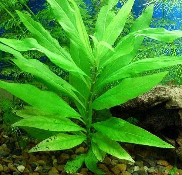 plant in aquarium