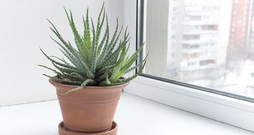 Aloe am Fenster