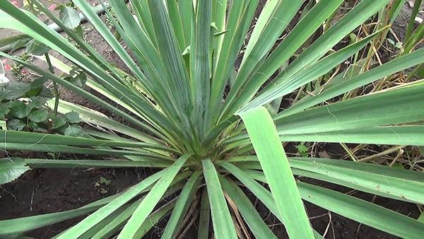 yucca does not bloom