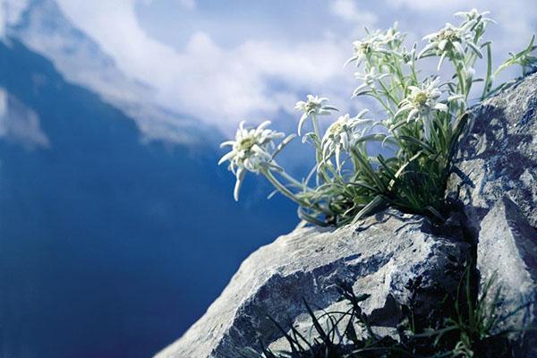 ดอกไม้ภูเขา edelweiss