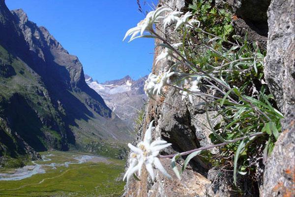 augalų Alpės