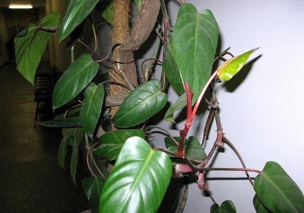 Philodendron errötet