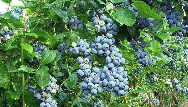 blueberry taman