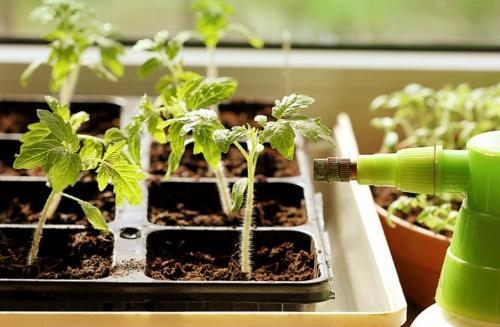 hvor ofte vandes tomatplanter på vindueskarmen