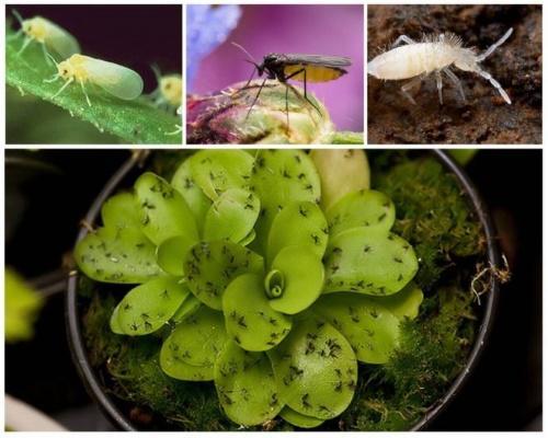 hoe je muggen in bloemen kunt verwijderen