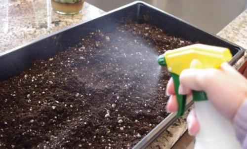 bagaimana membasmi kuman tanah untuk anak benih