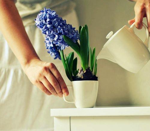 ako polievať hyacint