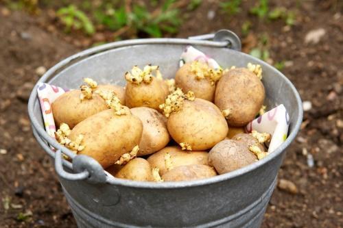как да засадите картофи
