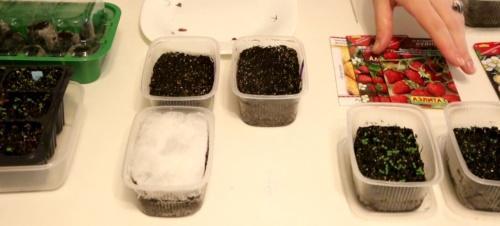 how to grow strawberries from seeds