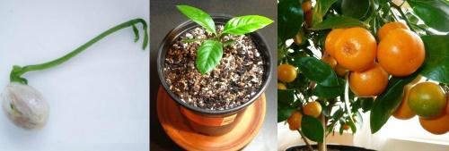 hoe je een mandarijn uit een bot kweekt