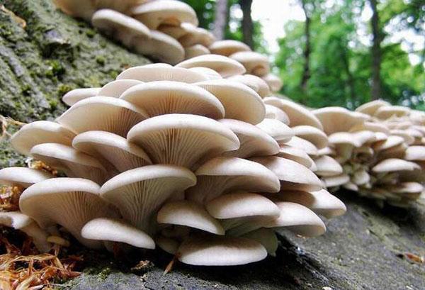 how to grow oyster mushrooms at home