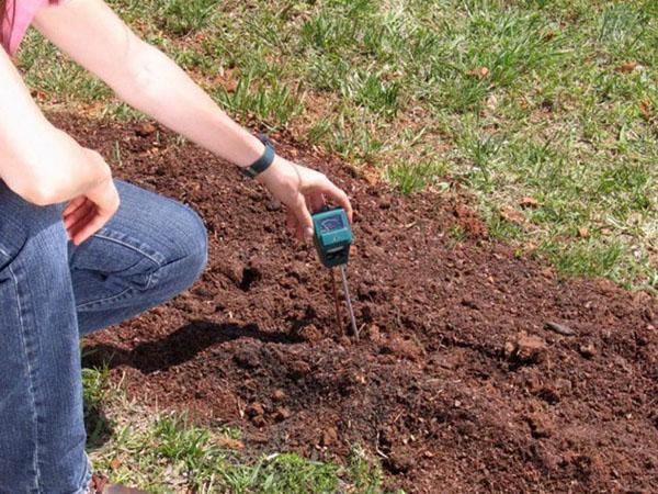 проверете киселинността на почвата