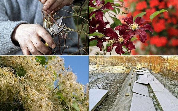we cover clematis for the winter