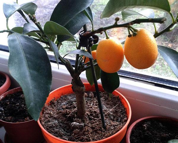 kumquat em casa