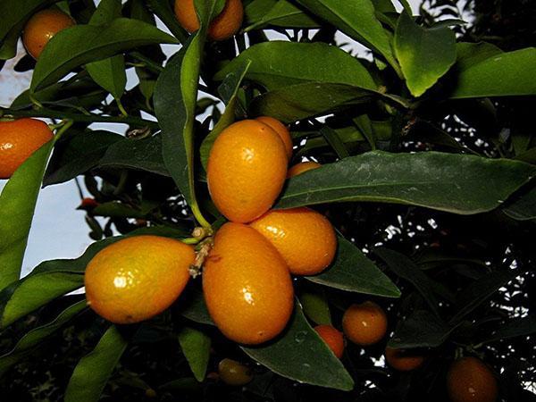 jedinečný citrus
