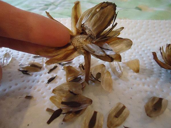 collection of annual dahlia seeds