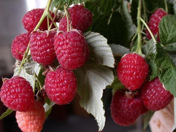 penerangan mengenai varieti raspberry Hercules