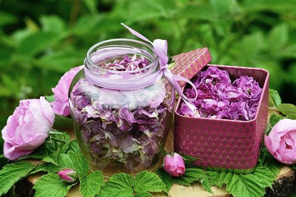 useful properties of roses and contraindications