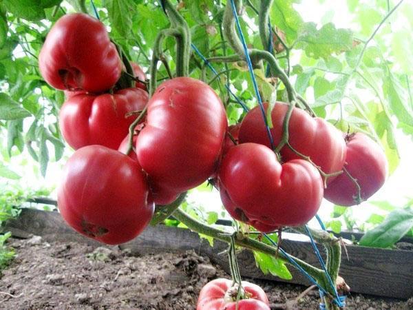 tomate rosa mel