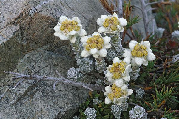 planting and caring for edelweiss