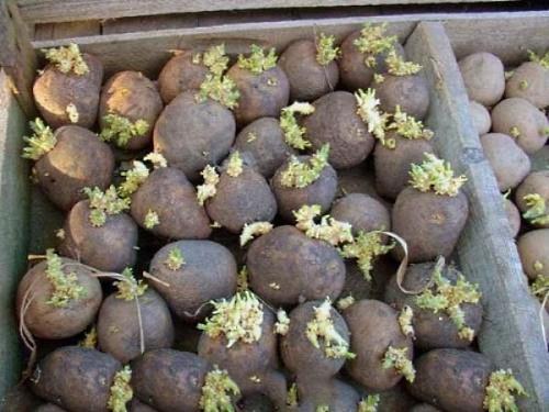 germinazione delle patate