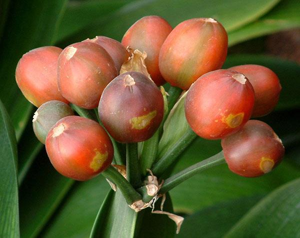 reproduction of clivia