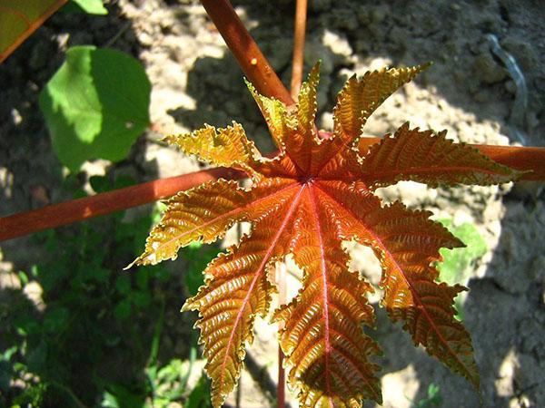frunziș decorativ al plantei de ulei de ricin