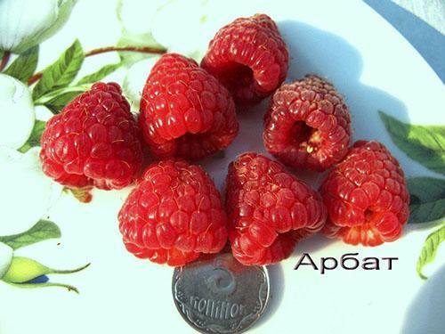 varieti raspberry Arbat