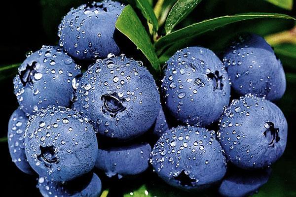 varieti blueberry