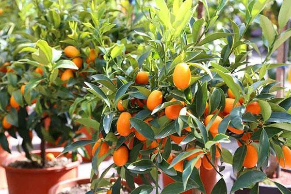 hrnkový kumquat