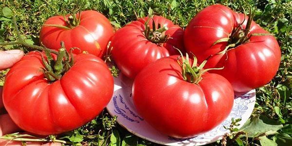 Hati Bovine Tomato