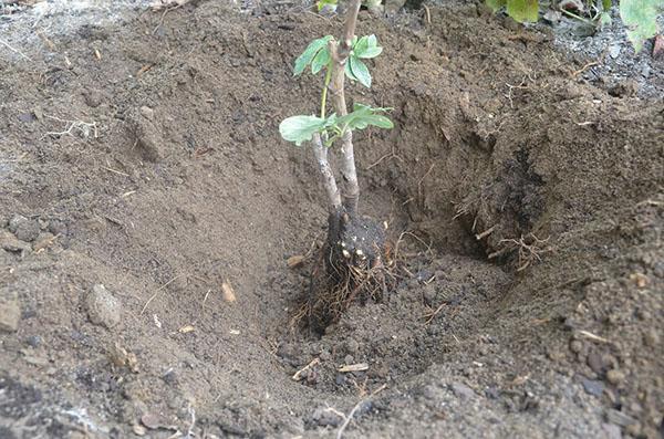 plantarea unei bujori de copaci