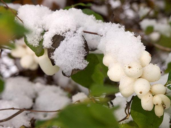 druhy snowberry v záhrade