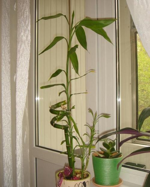 bamboo on the window
