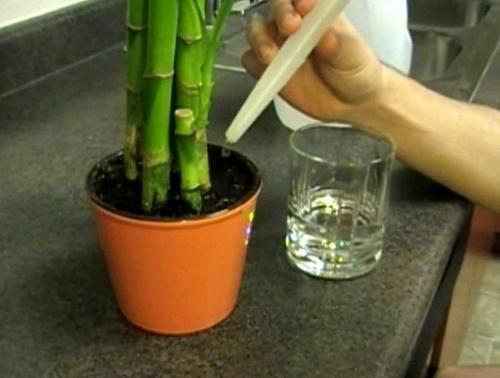bambou dans un pot