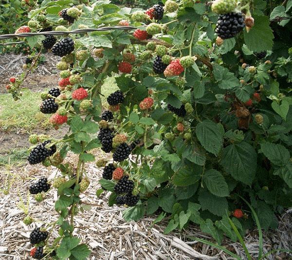 Brombeer-Riese