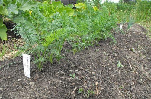 como plantar cenouras para não desbastar